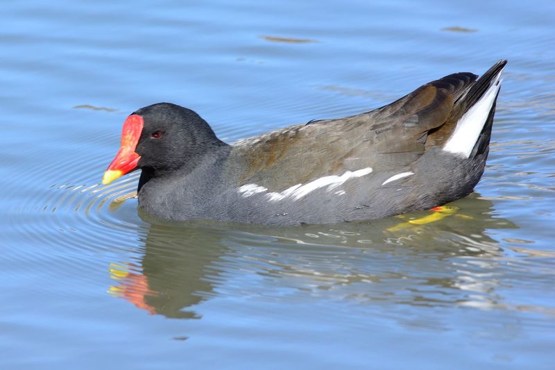 High angle view of coot swimming in lake