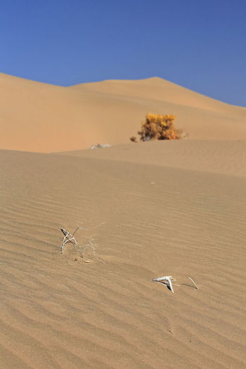 1211 unknown yellowish autumnal dry shrub-badain jaran desert-clear blue sky. inner mongolia-china.
