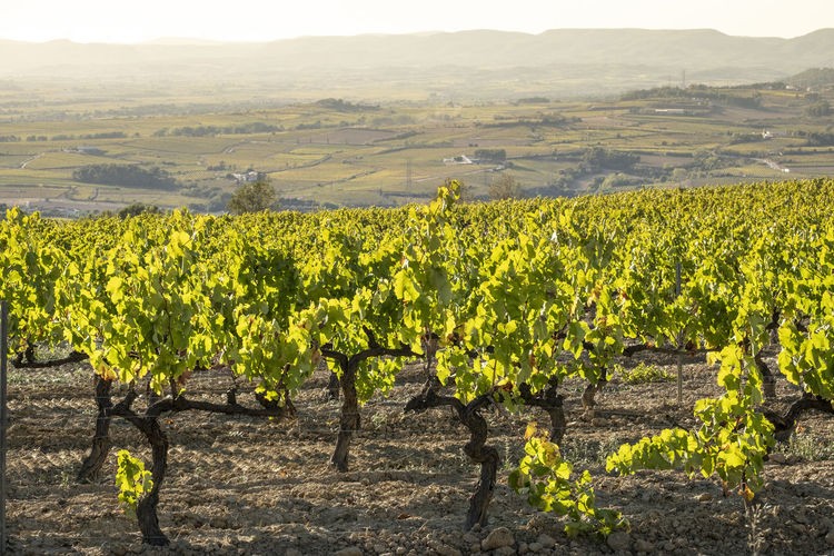 Landscape of vineyards during autumn in the wine-producing area of denomination of origin penedes 
