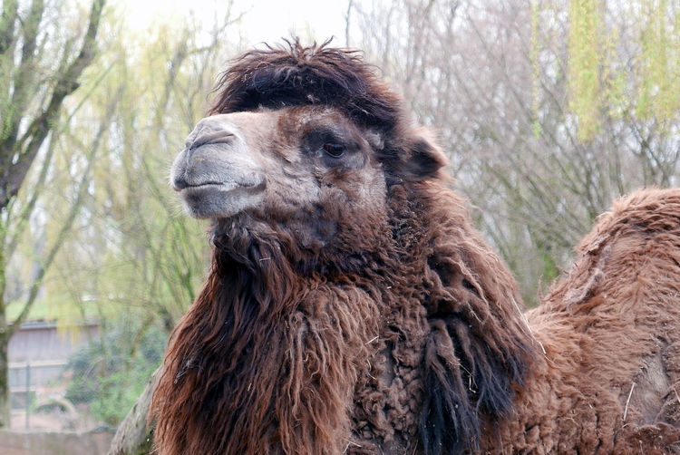 Low angle view of hairy camel