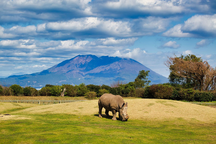 Rhino on field against sky