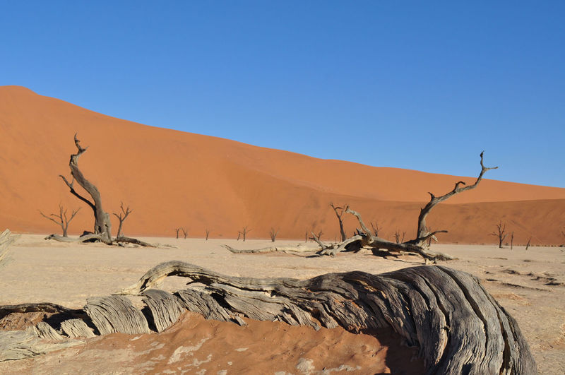 Dead trees at namib desert