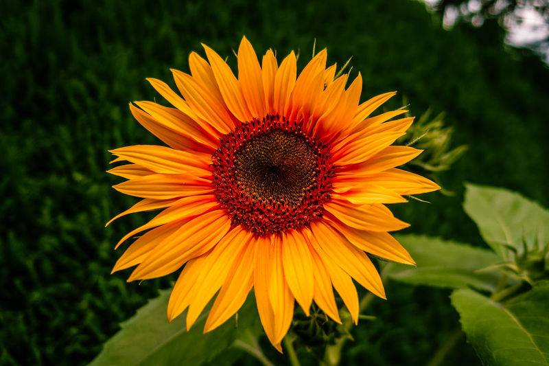 Close-up of sunflower