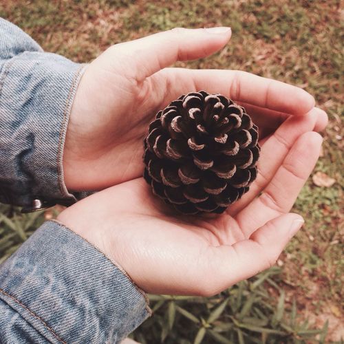 Close-up of hands holding pine cone