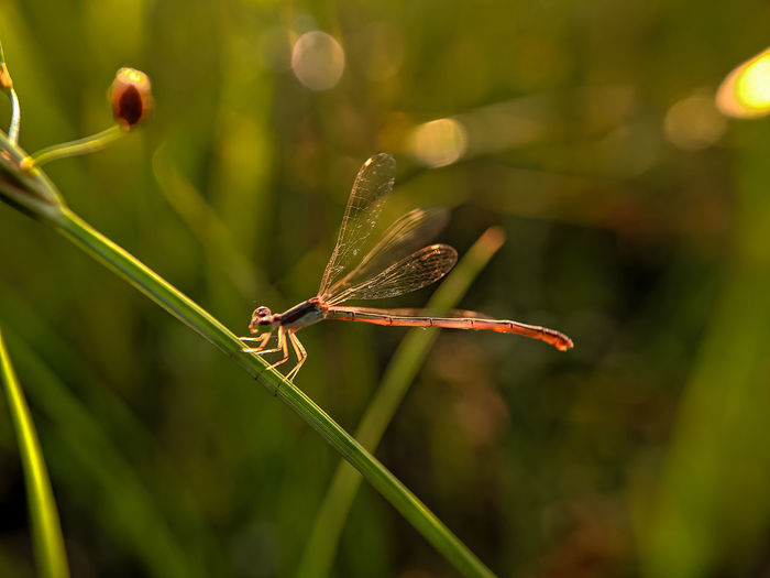 Dragonflies look for a suitable place to lay their eggs