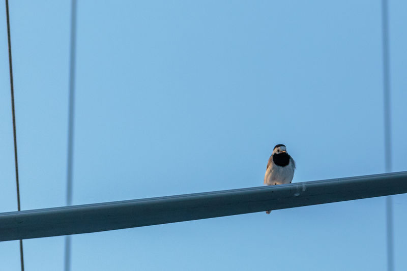 Wagtail perched on the spreader on a sailboat