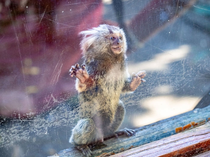 Monkey in the window
