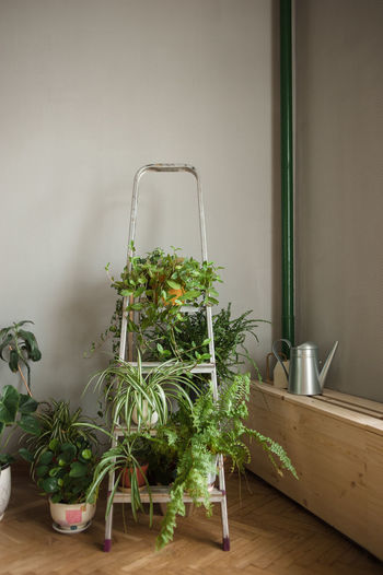 Folding ladder used as shelve for home plants in urban jungle interior