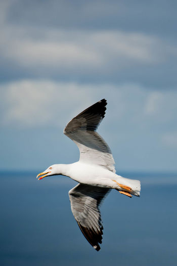 Seagull flying against sky