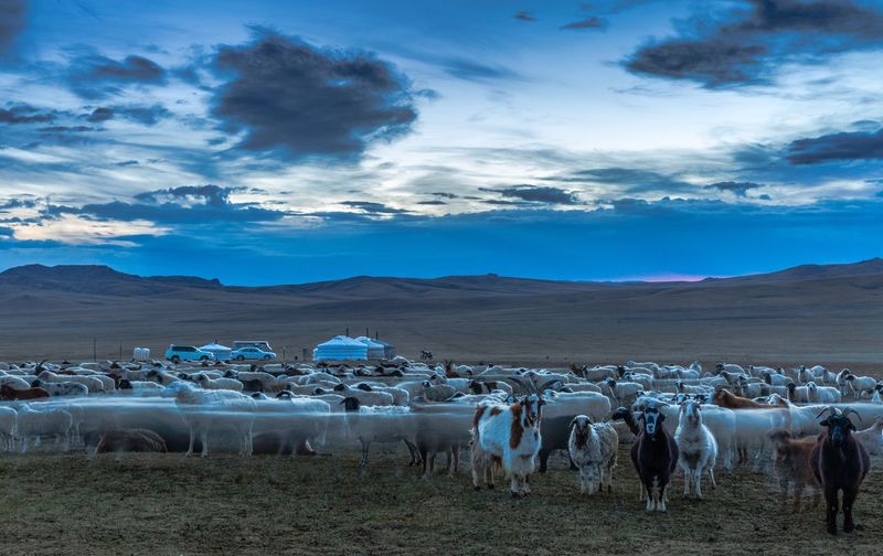 Goats on field against sky at dusk