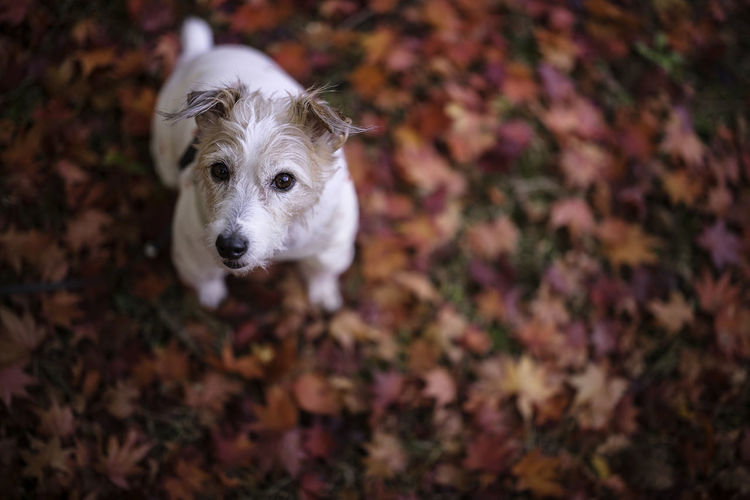 High angle portrait of a dog