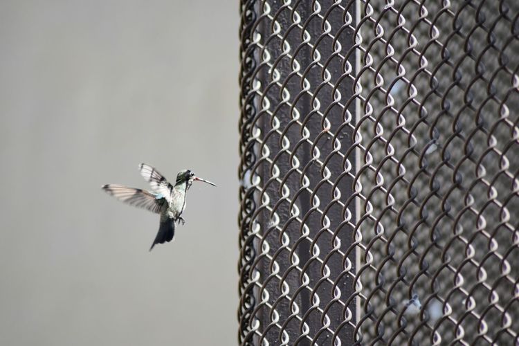 Hummingbird flying by chainlink fence against clear sky