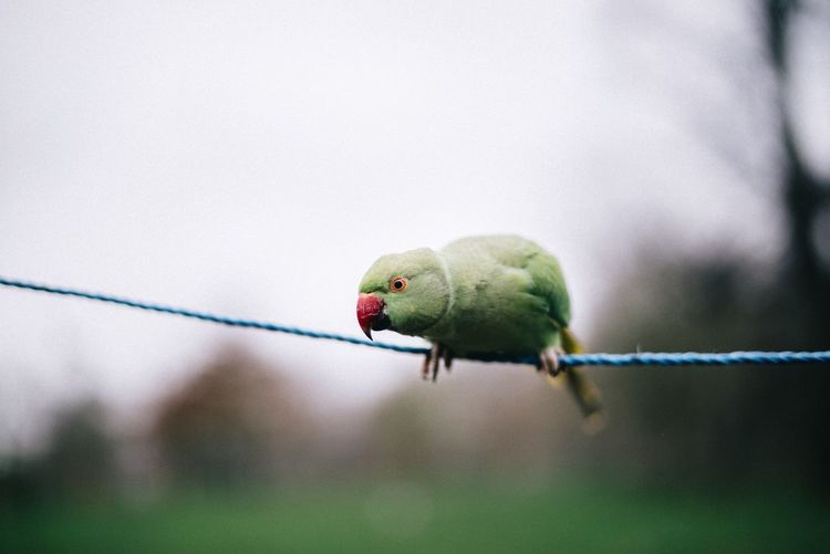 Parrot perching on rope