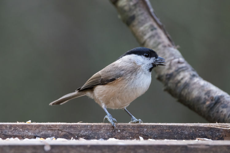 Blackcap foraging for food on a wooden seed tray