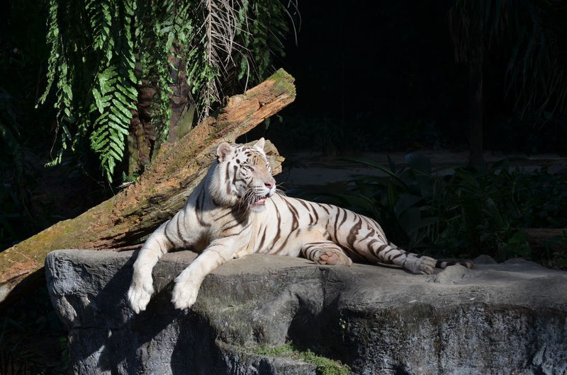 Tiger resting on rock
