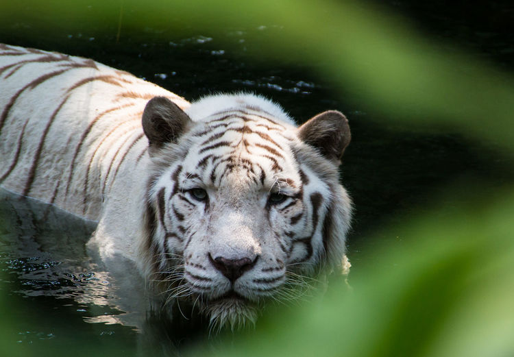 High angle view of white tiger in pond at zoo