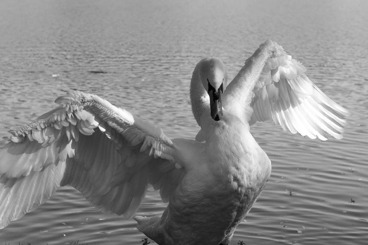 Close-up of swan in lake