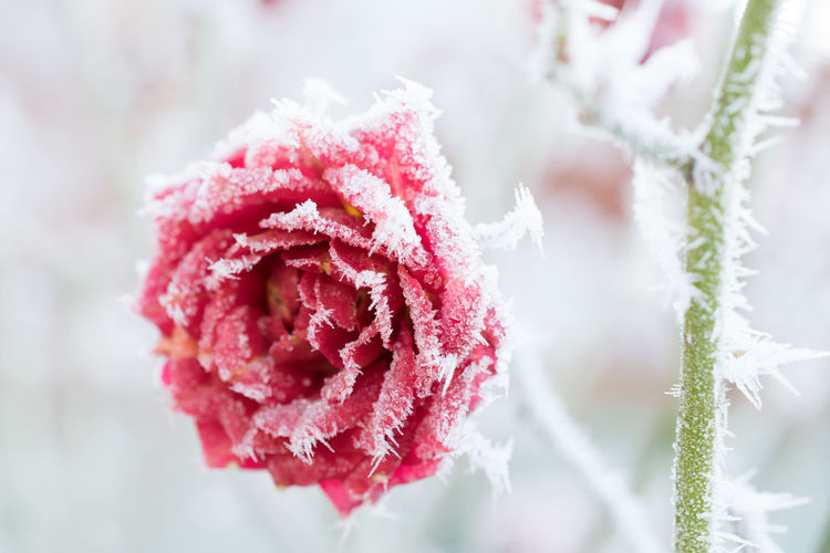 Close-up of snow on plant