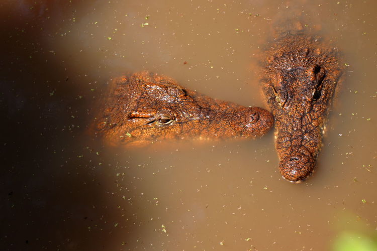 High angle view of crocodiles swimming in lake