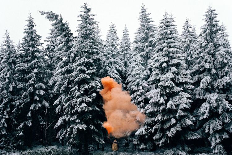 Smoke amidst snow covered trees