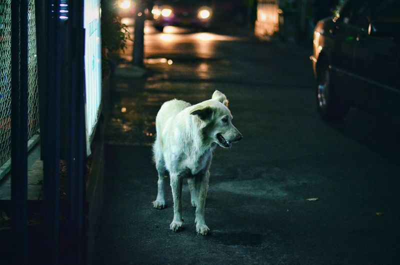 Dog walking on road at night