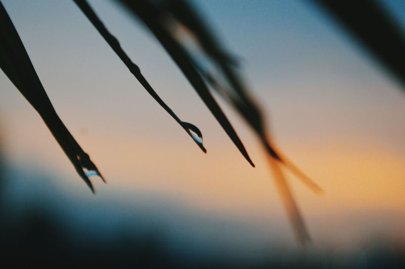 Close-up of water drops on plant sky during sunset