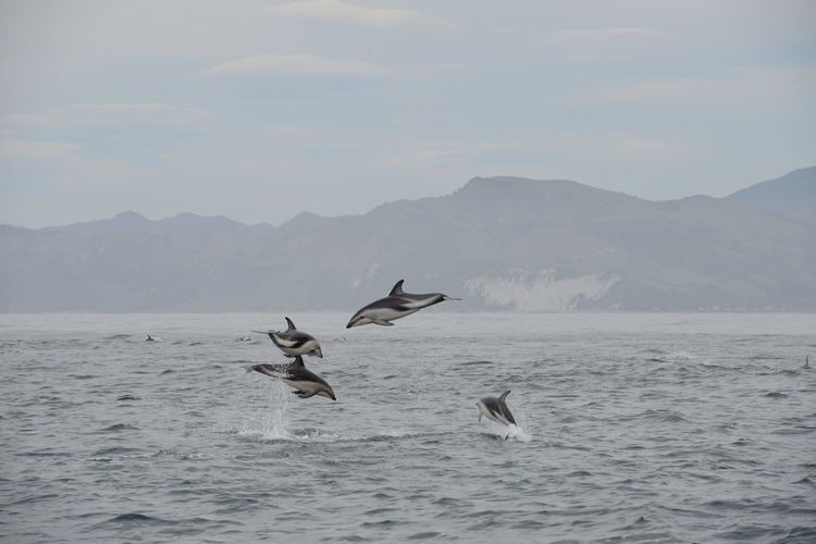 Seagulls flying over sea against mountains