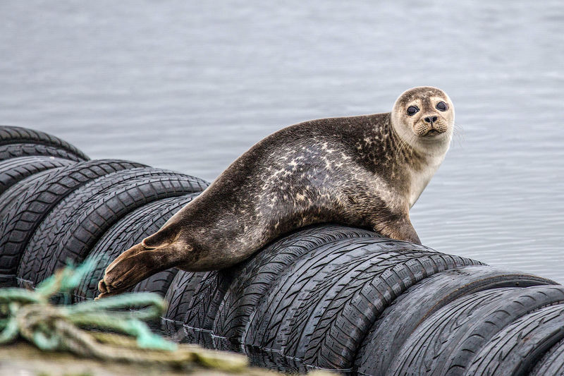 Portrait of sea on tires in sea
