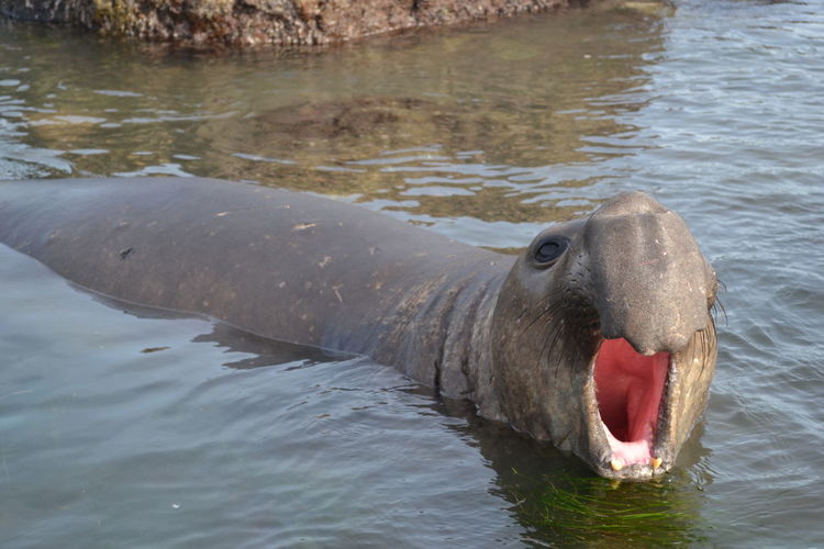 Close-up of elephant seal swimming in lake