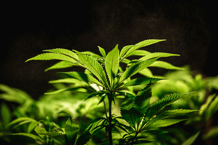 Green cannabis leaf close up on black background with sunbeam and glow. medical marijuana