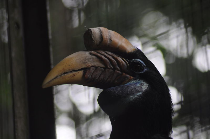 Close-up of hornbill