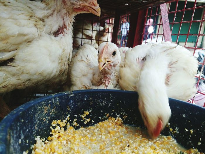 Close-up of chickens by food in cage