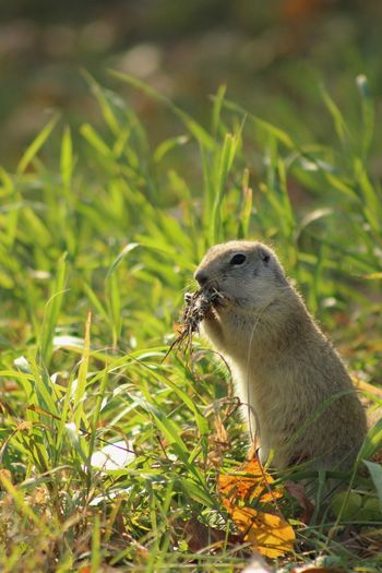 Close-up of standing gopher eating leaves on grassy field