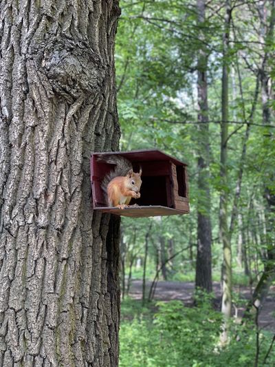 View of squirrel on tree trunk in forest