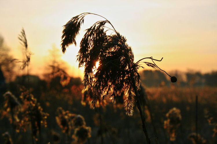 Close-up of stalks in field against sky during sunrise