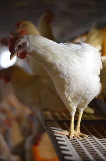 Laying hen perched on automatic nest