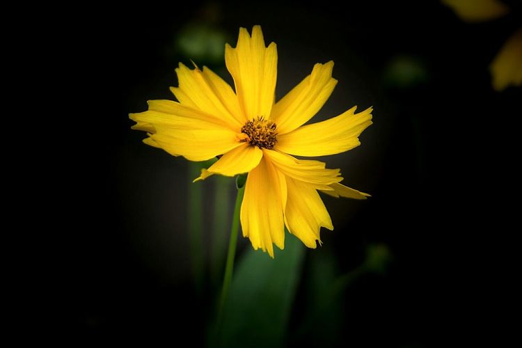 Close-up of yellow cosmos flower against black background