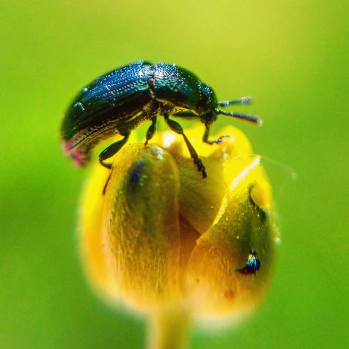 Close-up of bee pollinating on yellow flower
