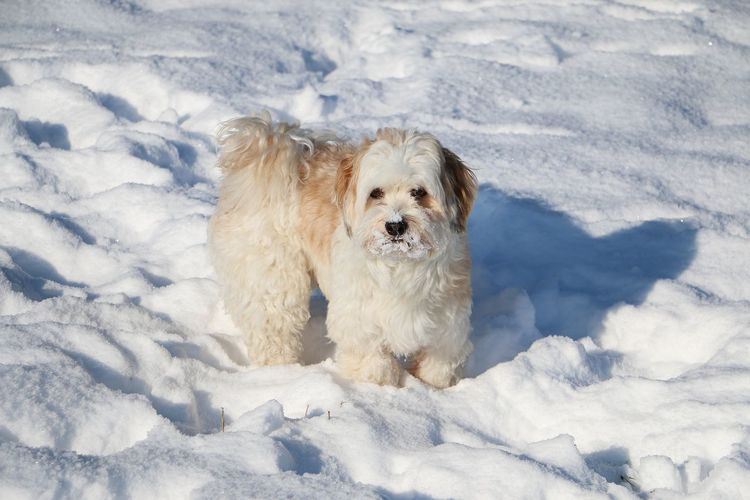 Dog sitting on snow