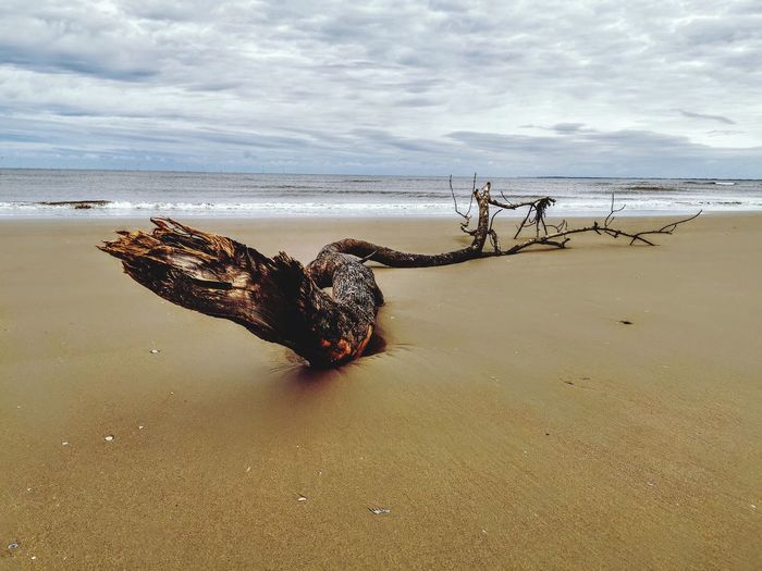 Driftwood on sand at beach against sky
