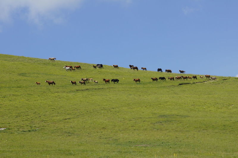 Horses on grassy hill against sky