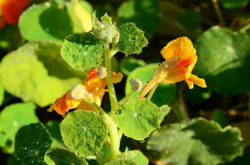 Close-up of yellow flowering plant