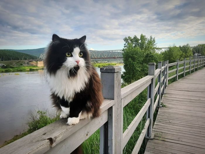 Portrait of cat on railing against sky