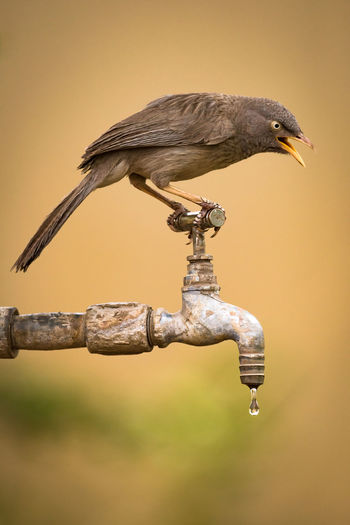 Close-up of bird perching on a faucet