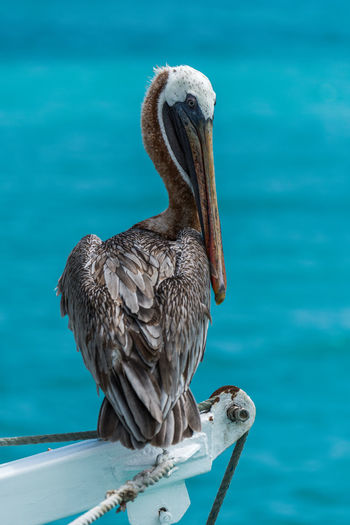 Brown pelican perched above sea on winch