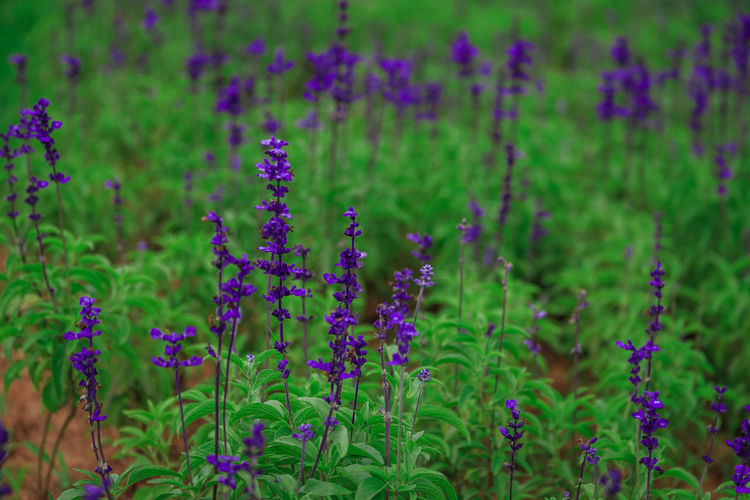 Close-up of purple flowering plants on field