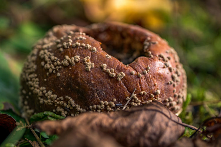 Close-up of bread growing on plant