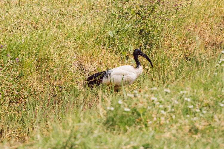 Birds on grassy field
