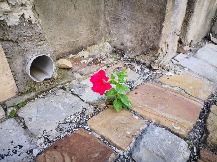 High angle view of flower pot on footpath