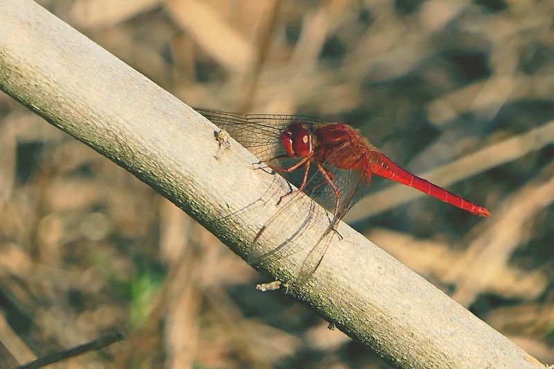 Red dragonfly perching on wood